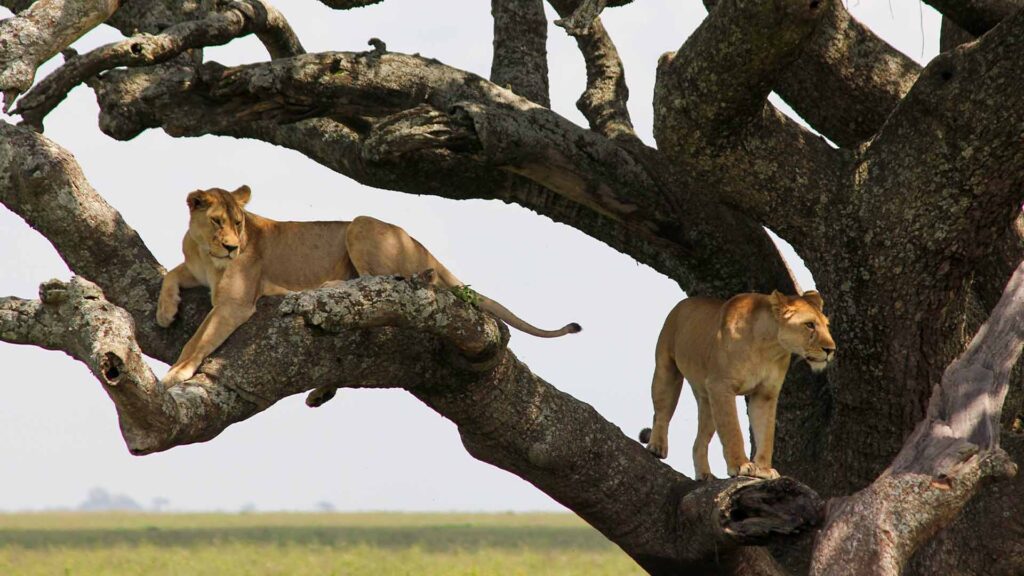 lion_climing _tree