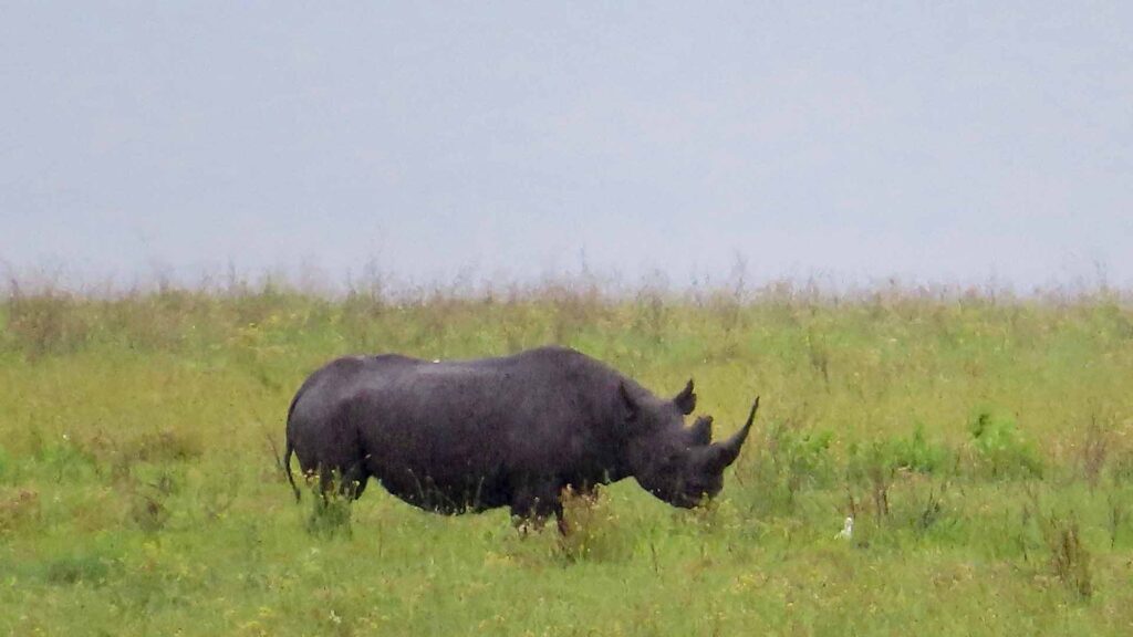 rhino_ngrongoro